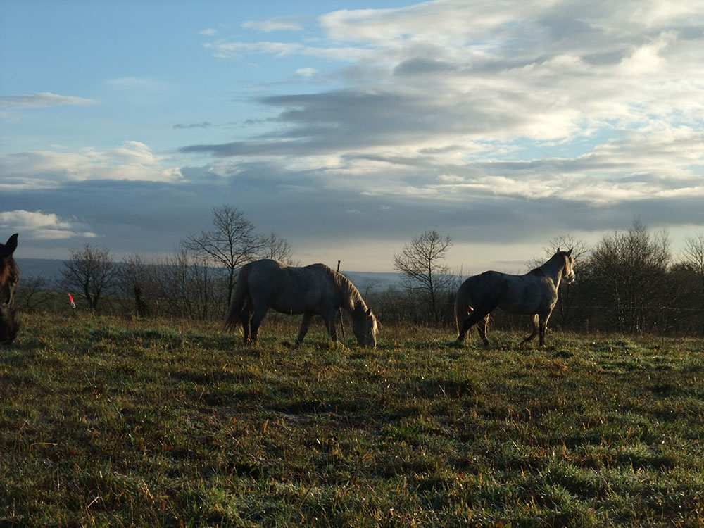 La cavalerie des Crinières de l'Ouest est constituée majoritairement de poneys.