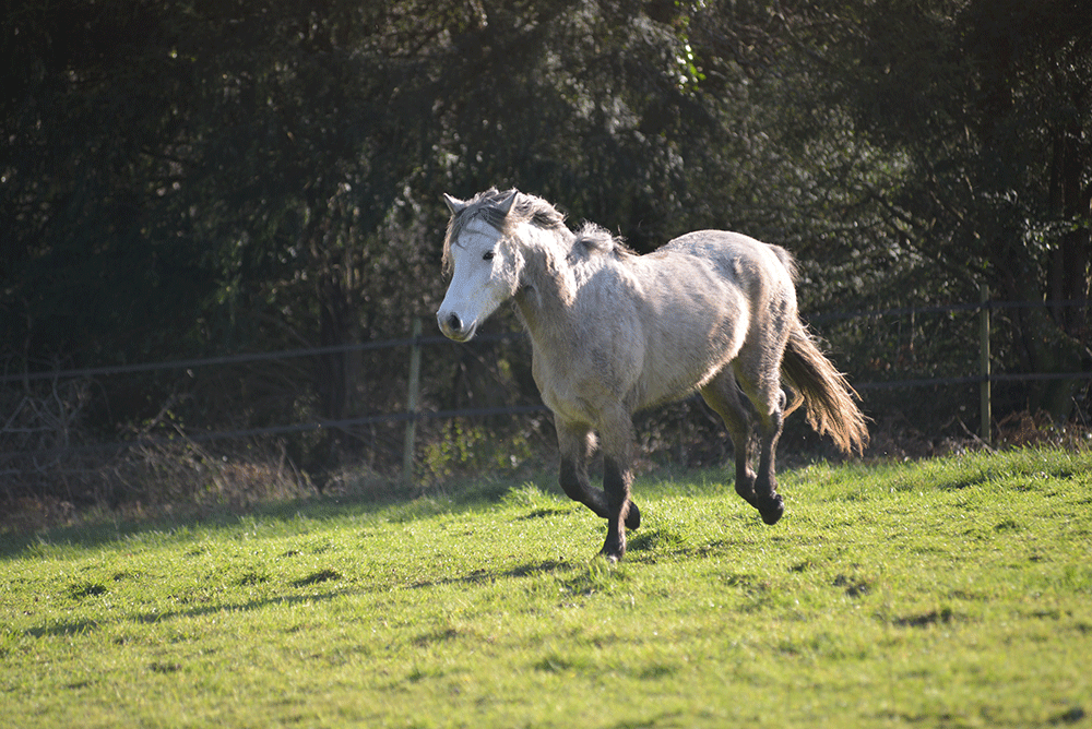 cours de poney à Lanvénégen