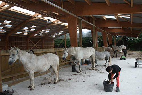 Découverte de l'équitation éthologique