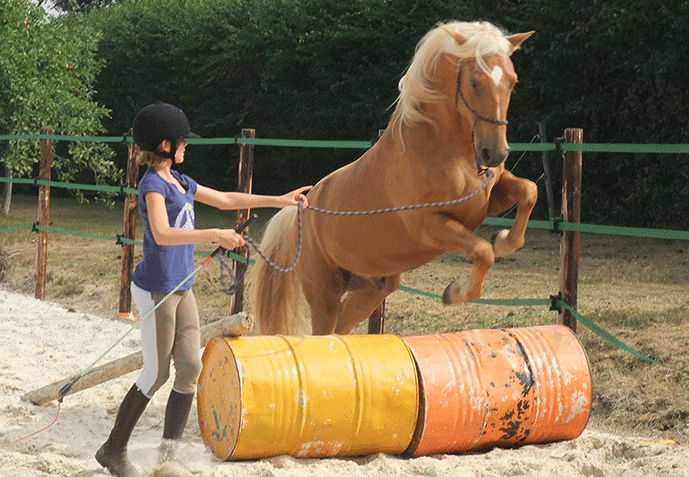 stage equestre