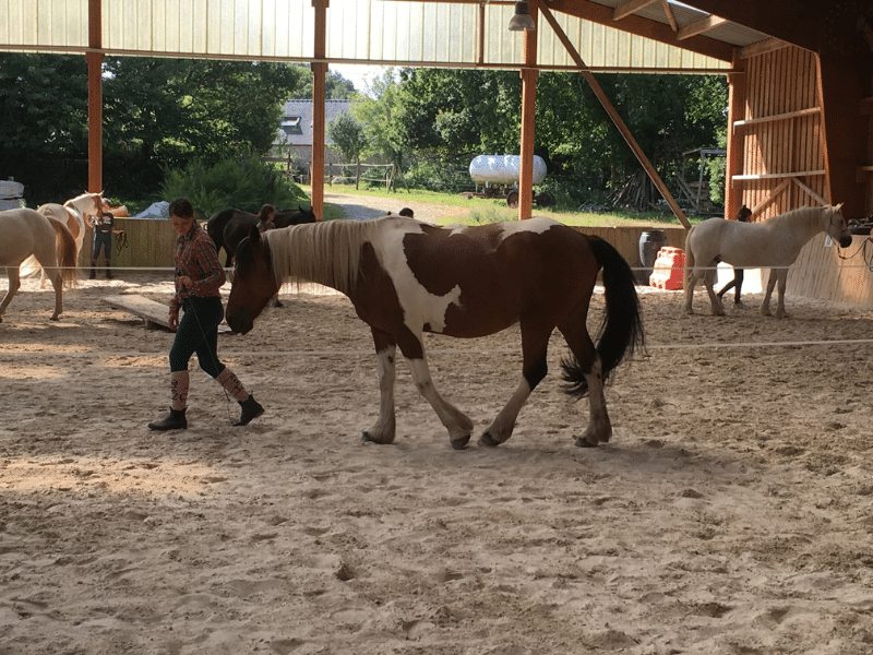 Des séjours pour vous perfectionner aux techniques de l'équitation éthologique stages équestres pour adultes