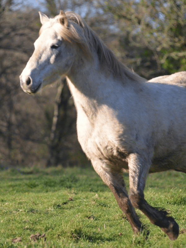 Des cours d'équitation pour adultes hebdomadaires adaptés à vos besoins