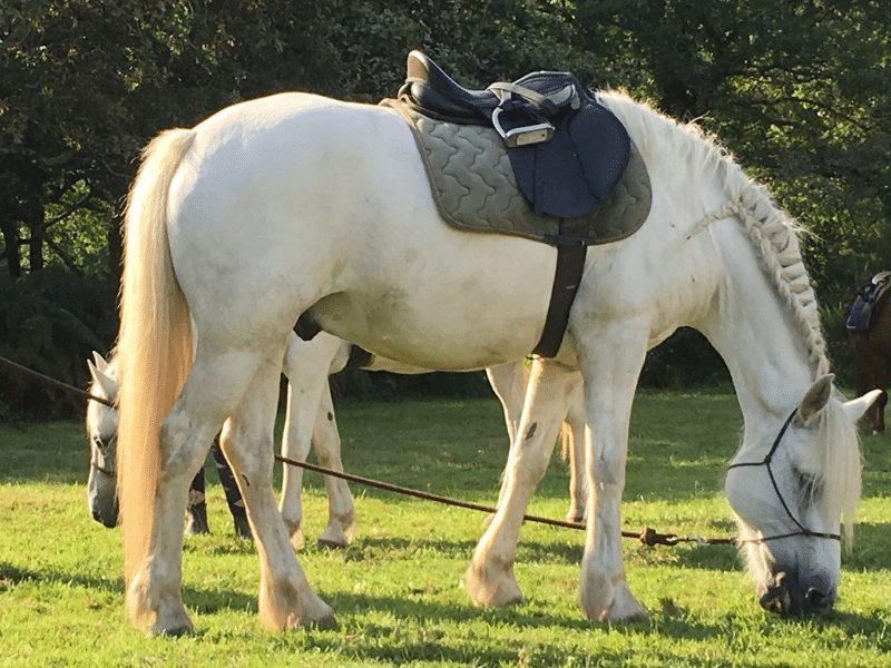 morbihan cours d 'équitation pour adulte harmonieuse