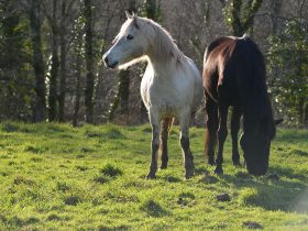 Afin de respecter au mieux leurs besoins naturels, nos chevaux vivent en groupe et au pré toute l'année.