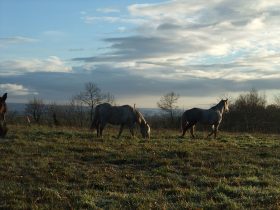 La cavalerie des Crinières de l'Ouest est constituée majoritairement de poneys.