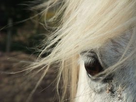 Les Crinières de l'ouest , l'oeil de Silvermoon, ponette français de selle.