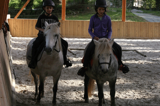 Les poneys vivement ensemble au pré et travaillent ensemble en toute quiétude