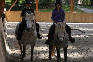 photo cours équitation Les poneys vivement ensemble au pré et travaillent ensemble en toute quiétude