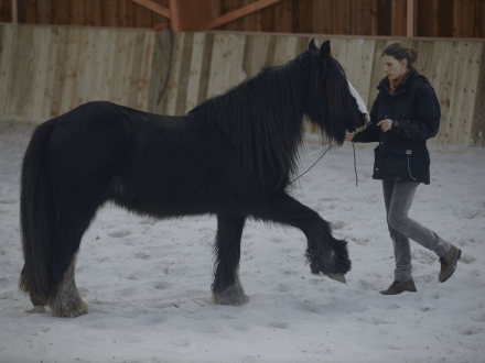 Education du cheval et débourrage dans le Morbihan Apprentissage du pas espagnol